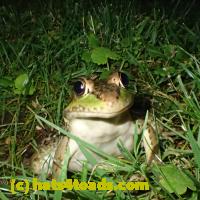 /home//u458753944/public_html/sourcegallery/////Frogs/More bullfrogs/P6180703.JPG